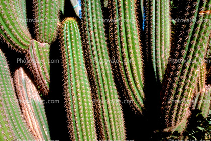 Spikes, prickly