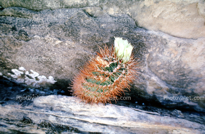 Cactus eeking out a life betwwen the rooks