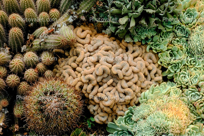 Brain Cactus, (Mammillaria elongata), Caryophyllales, Cactaceae