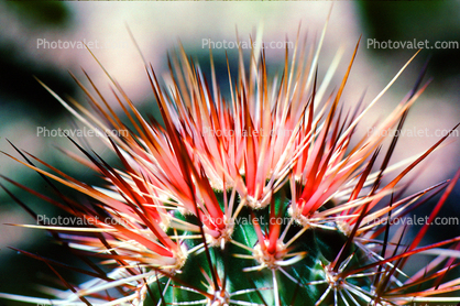 Spikes, Thorns, spines, prickly
