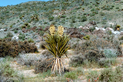 Monocot, Asparagales, Asparagaceae, Agavoideae, Yucca Plant