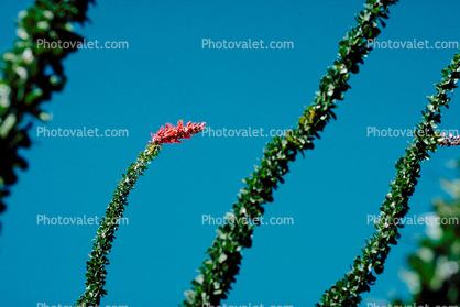 Cactus Flower, Ocotillo