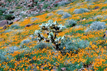 California Poppies, Joshua Tree National Monument