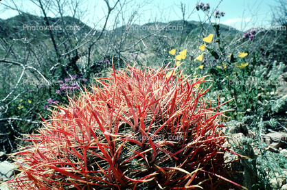 Barrel Cactus, Joshua Tree National Monument