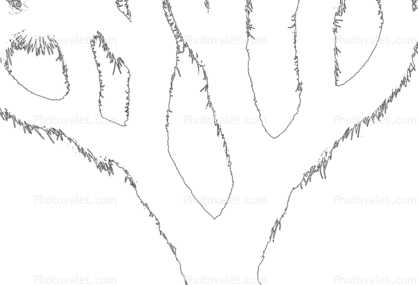 Joshua Tree outline, line drawing, shape