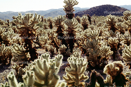 Cholla Cactus, Cylindropuntia