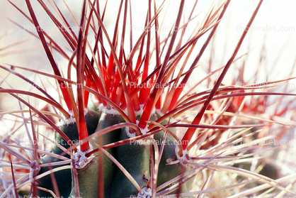 Cactus Spines