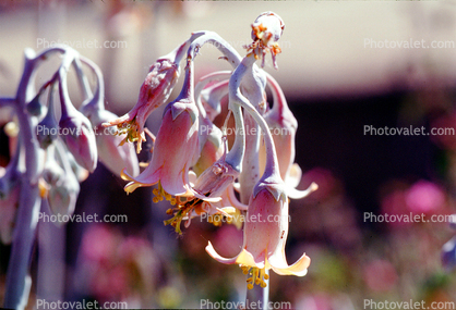 flower, flowering