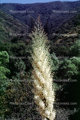 flowers, flowering, Monocot, Asparagales, Asparagaceae, Agavoideae, Yucca Plant