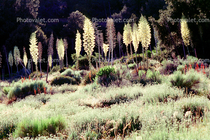 Yucca Plants, flowers, flowering, Monocot, Asparagales, Asparagaceae, Agavoideae