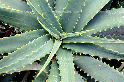 Aloe, Asphodelacea