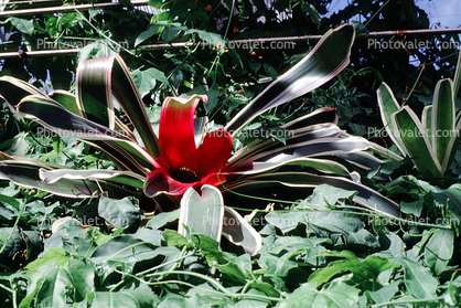 Bromeliad, Poales, Bromeliaceae