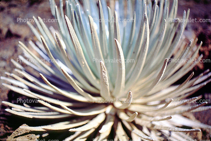 Haleakal  Silversword, (Argyroxiphium sandwicense subsp. macrocephalum), Asterids, Asterales, Asteraceae