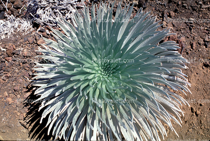 Haleakal  Silversword, (Argyroxiphium sandwicense subsp. macrocephalum), Asterids, Asterales, Asteraceae