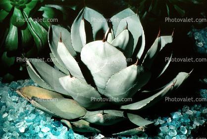 Artichoke Agave, mescal agave, (Agave parryi), [huachucensis]