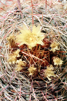 Yellow Cactus Flower, Barrel Cactus, spines, spikes
