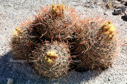 Barrel Cactus, spines, spikes