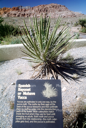 Mohave Yucca Plant, Spanish Bayonet, (Yucca schidigera), Monocots, Asparagales, Agavoideae