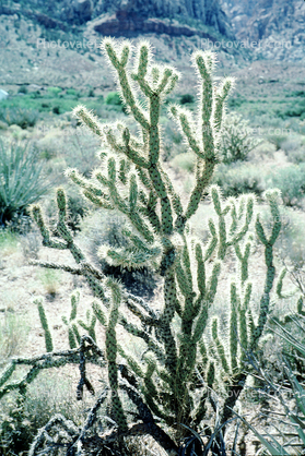 Cholla Cactus