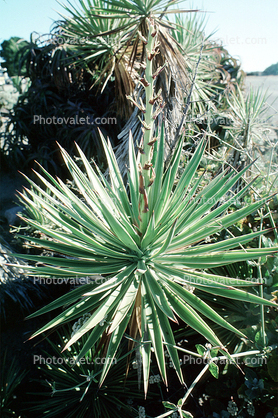 Spanish Bayonet, (Yucca aloifolia), Agavaceae, Agave, Yucca Plant, Monocot, Asparagales, Asparagaceae, Agavoideae