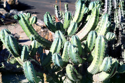 Bilberry Cactus, (Myrtillocactus geometrizans), Cactoideae, Pachycereeae, Whortleberry Cactus, Blue Candle