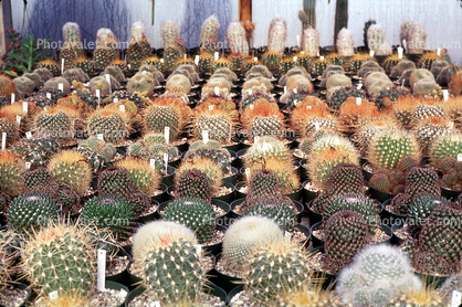 Cactus Cultivation