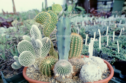a little cactus garden