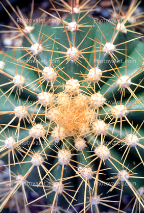 Center, spines, spikes