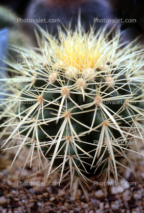 Cactus Spines, prickly point, spike