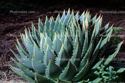 Spiral Aloe, (Aloe polyphylla), Asphodelacea