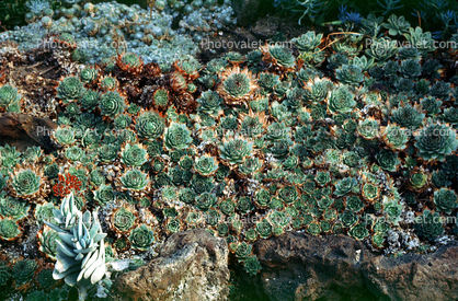 (Sempervivum tectorum), Crassulaceae