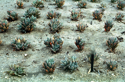 Pachyphytum hybrid, Crassulaceae