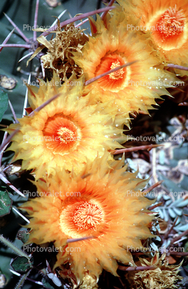 flowering, flower, Straight-Spined Barrel Cactus, (Ferocactus rectispinus), Biznaga, near Tucson, Flowers