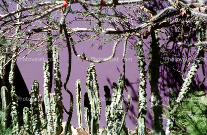Totem Pole Cactus, (Lophocereus schottii), near Tucson, Arizona