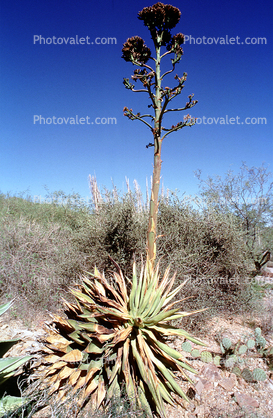 (Agave shawii), near Tucson