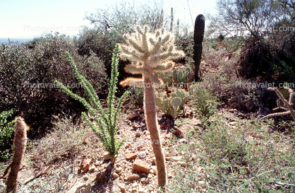 near Tucson, Chola Cactus