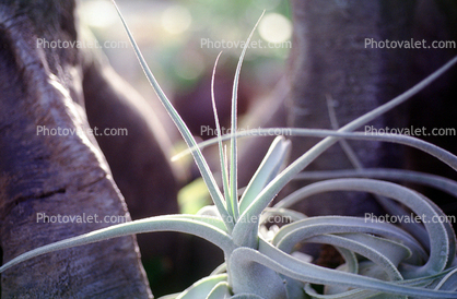 Airplant, Airplants, Epiphyte, Tillandsia