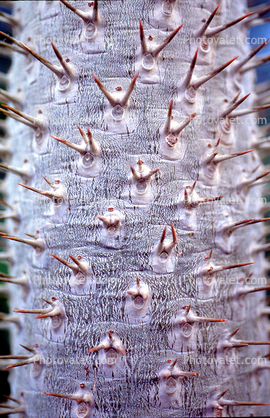 Madagascar Palm (Pachypodium lamerei), spines, spikes
