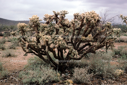 Cholla Cactus, Cylindropuntia, spines, spikes