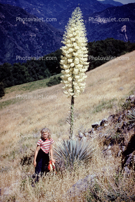 Flowering Yucca Plant, flower, bloom, Woman, 1950s, Monocot, Asparagales, Asparagaceae, Agavoideae, Yucca Plant