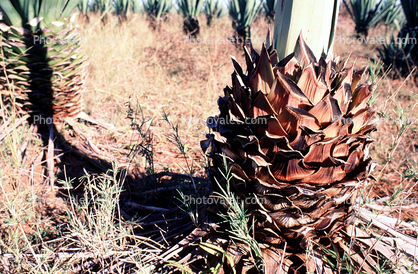 Agave Plantation, tequila