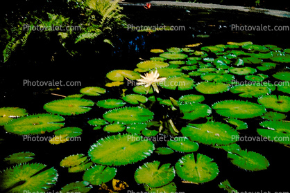 lily pad, Water Lilly flower, Pond, Nymphaeales, Nymphaeaceae, Toadstools, broad leaved plant