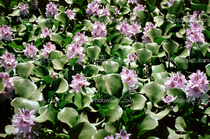 Water Hyacinth, Water Lilly flower, Pads, Pond, Nymphaeales, Nymphaeaceae