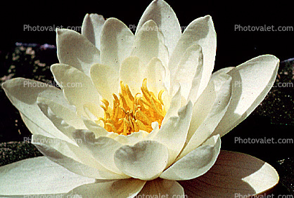 Water Lilly flower, Nymphaeales, Nymphaeaceae