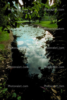 Water Lilly, Pads, Pond, Nymphaeales, Nymphaeaceae