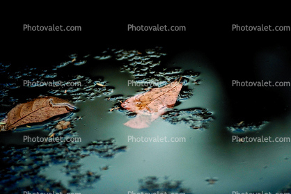 Leaves, Pond