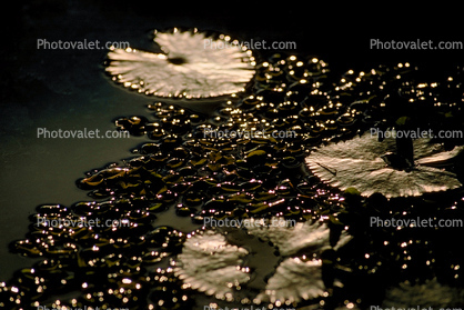 Water Lilly Pads, Pond, Nymphaeales, Nymphaeaceae