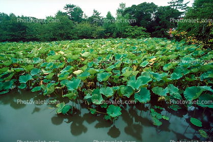 Water Lilly, Pads, Pond, Nymphaeales, Nymphaeaceae