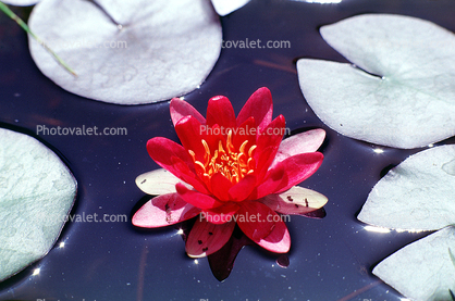 Water Lilly flower, Pads, Pond, Nymphaeales, Nymphaeaceae