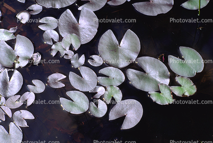 Water Lilly Pads, pond, Nymphaeales, Nymphaeaceae